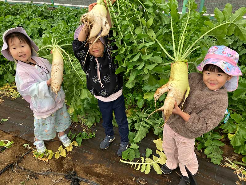 大根堀り