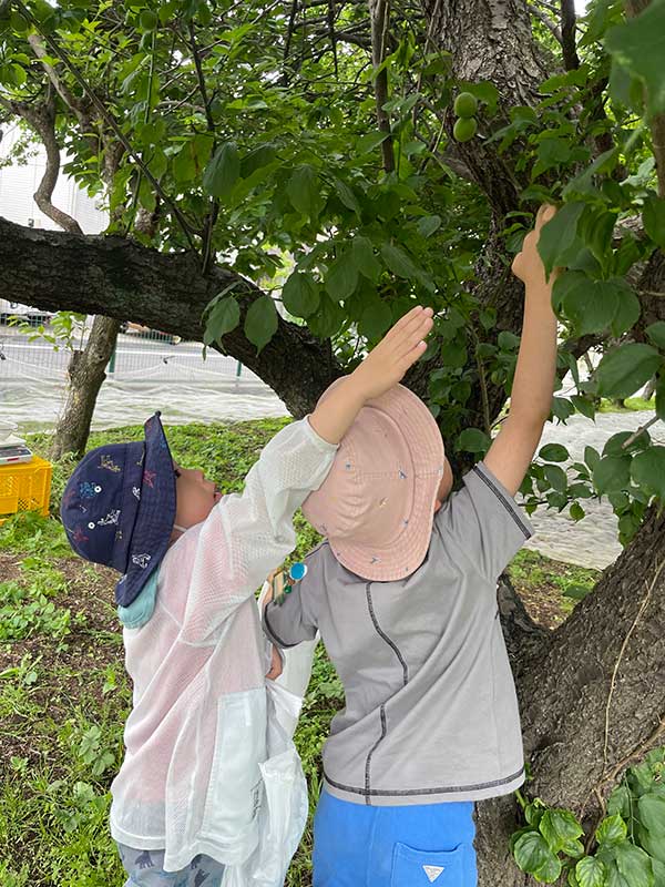 梅もぎ「初夏の収穫」