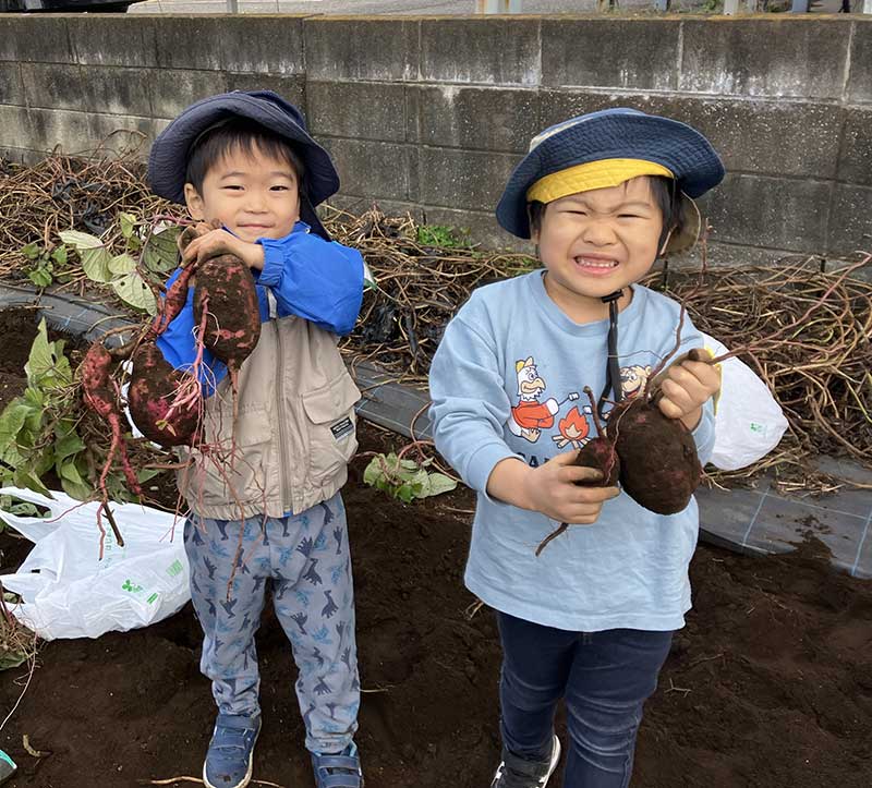 芋掘り「秋の収穫」